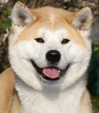 мордочка-Акиты-ину