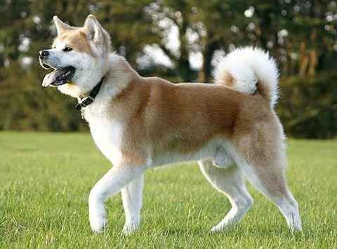 японская-акита