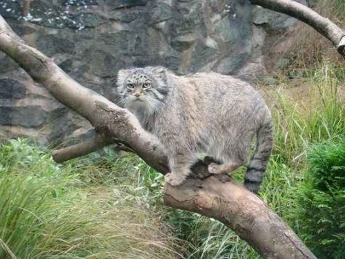 Редкие животные из Красной книги Красноярского края — список, характеристика и фото