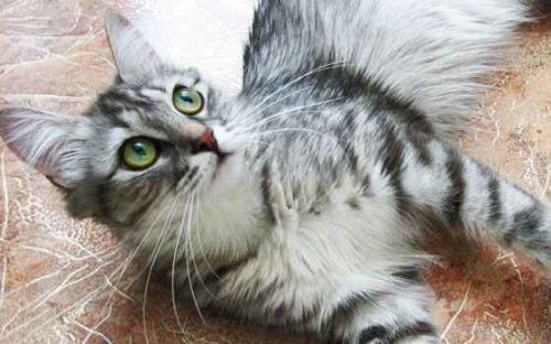 Какие породы кошек самые умные в мире? - Список, характеристика и фото