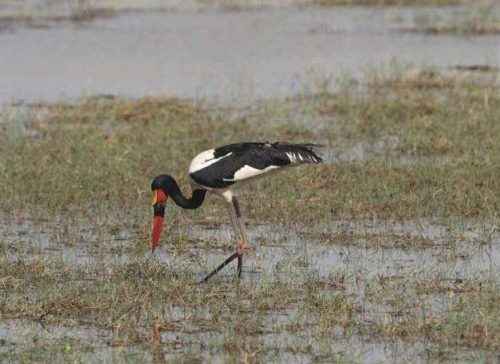 птицы--в-Национальном-парке-Пенджари