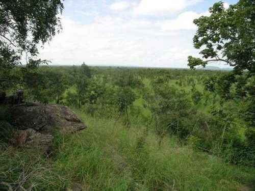 Национальный-парк-Пенджари-растительность