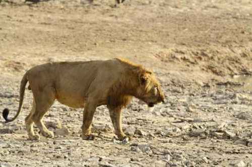 лев-в-Национальном-парке-Пенджари