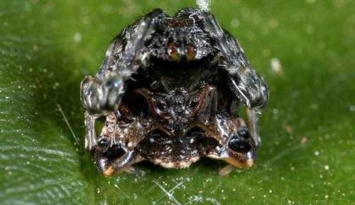 Какой паук самый ужасный и странный на Земле - фото и описание страшных на вид пауков