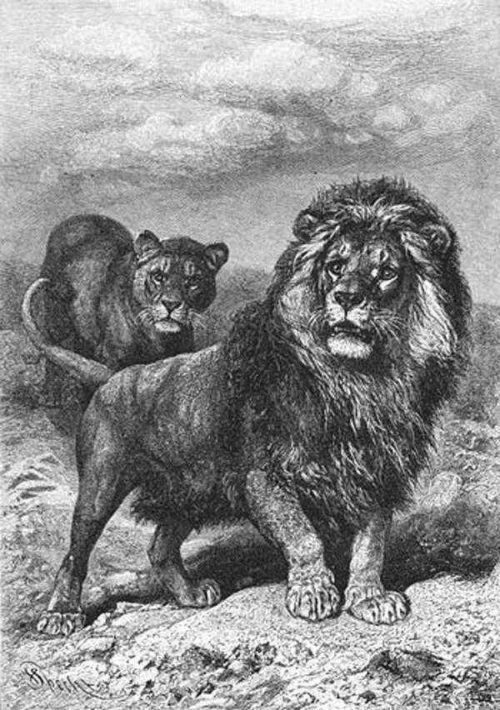 Капский лев