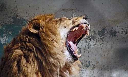 рык-льва
