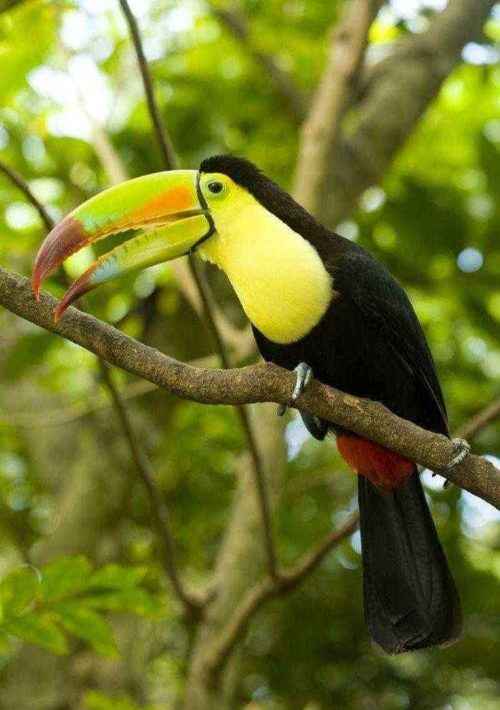 Отряды класса птиц - список, названия, фото и краткое описание