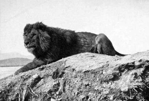 Барбарийский-лев