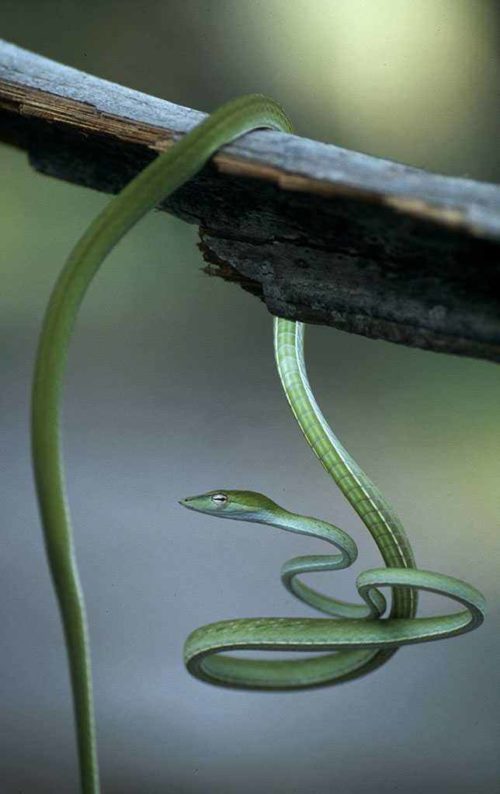Самые красивые виды змей на планете - список, характеристика и фото