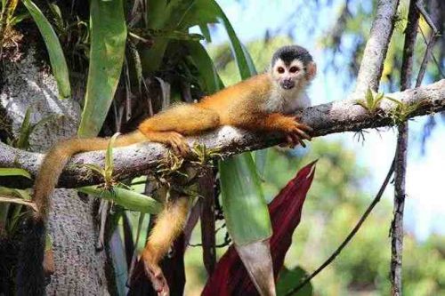 Животные жарких районов мира - особенности, интересные факты и фото