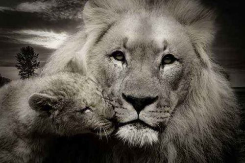 лев-и-львенок