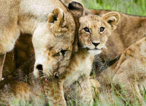 львица-с-львенком