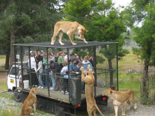 сафари-со-львами