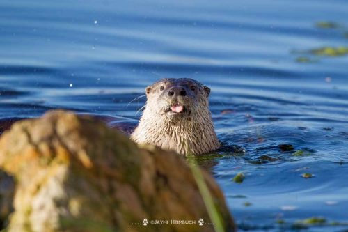 Флора и фауна болота - Какие животные обитают на болоте?