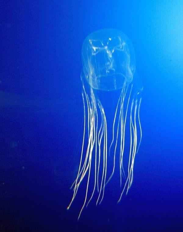 Кубомедузы