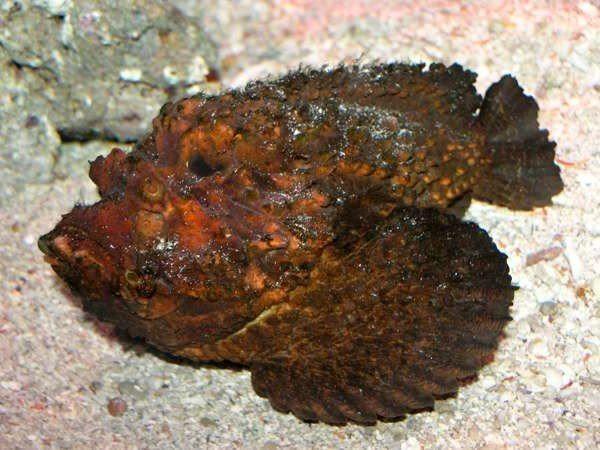 Бородавчатки