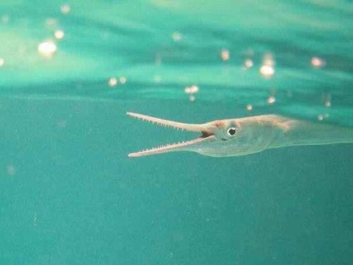 Какие виды рыб обитают в Черном море - названия, фото и характеристика