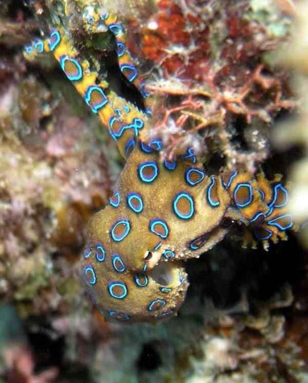 Синекольчатый осьминог