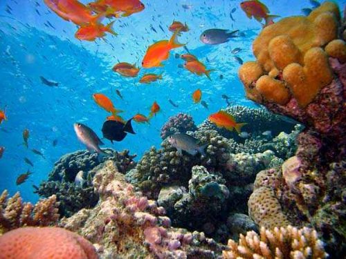 Естественная (природная) экосистема - описание, признаки, виды и примеры