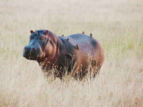 Животные жарких районов мира - особенности, интересные факты и фото