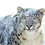 Снежный барс