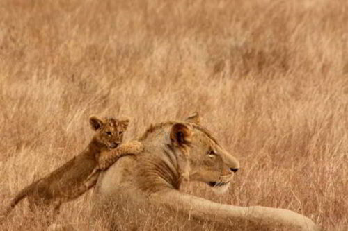 Отряд хищные млекопитающие: классификация, распространение, характеристика и значение