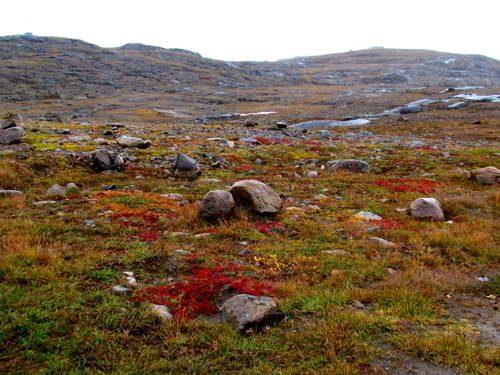 Какие природные зоны есть в Северной Америке — описание, климат, почвы, животные и растения