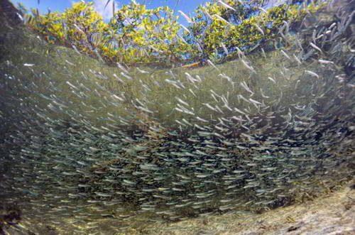 Естественная (природная) экосистема - описание, признаки, виды и примеры