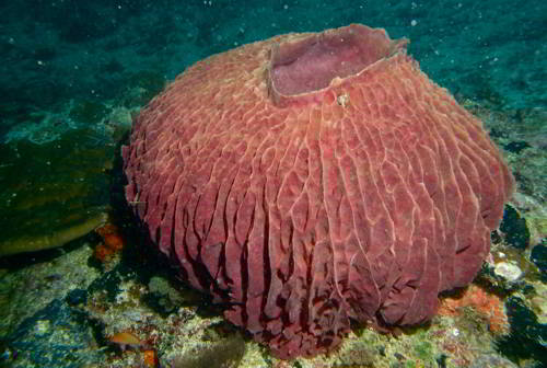 Губки - описание и классификация