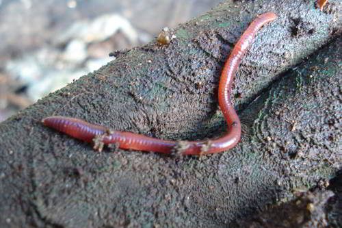 Доклад-сообщение на тему: "Беспозвоночные животные"