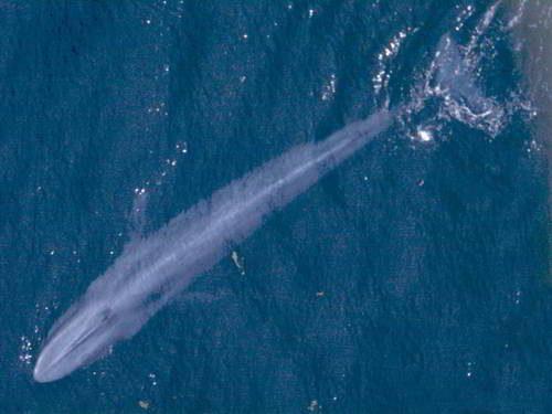 Редкие животные из Красной книги Хабаровского края — список, характеристика и фото