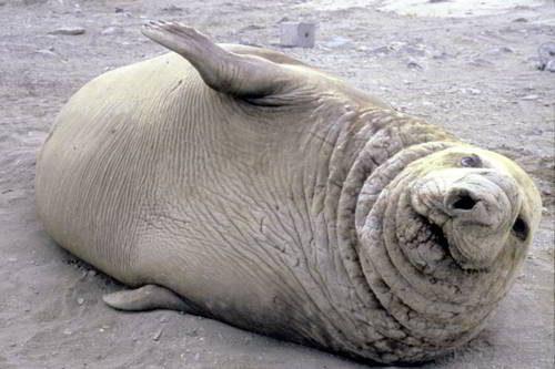 Какие виды животных самые крупные на Земле - список, характеристика и фото