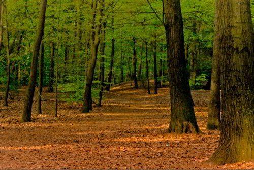 Естественная (природная) экосистема - описание, признаки, виды и примеры