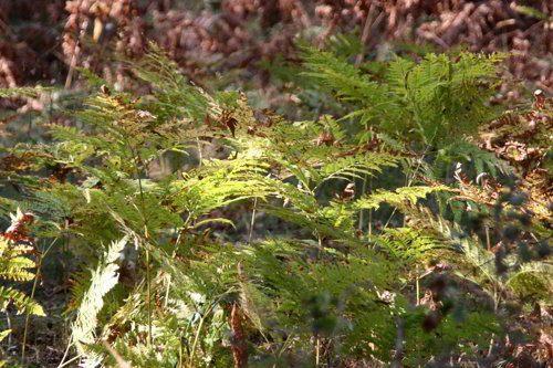 Какие бывают растения? Группы, краткое описание, примеры и фото