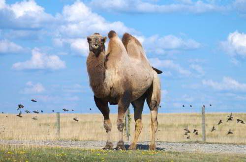 Животные жарких районов мира - особенности, интересные факты и фото