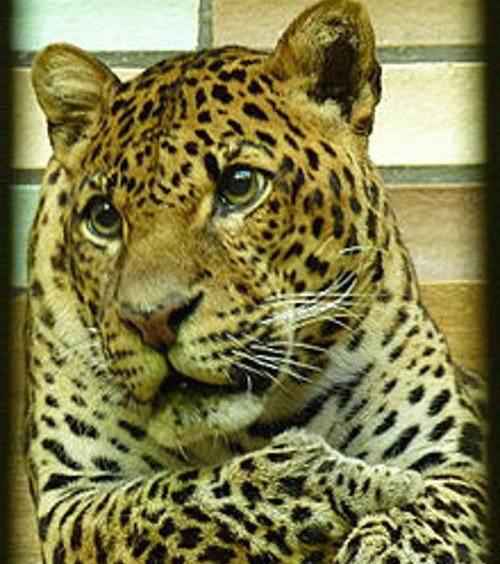 Яванский леопард