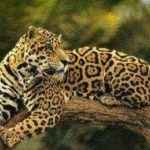 Ягуар - описание