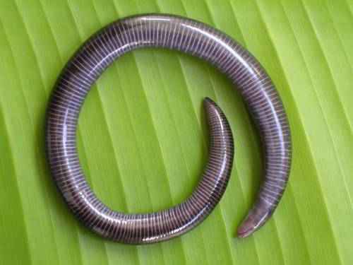 Безногие (червяги)