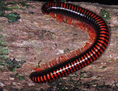 Доклад-сообщение на тему: "Беспозвоночные животные"