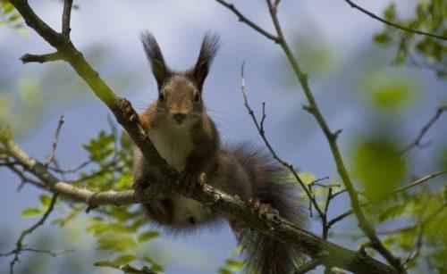 Какие животные обитают в Крыму?