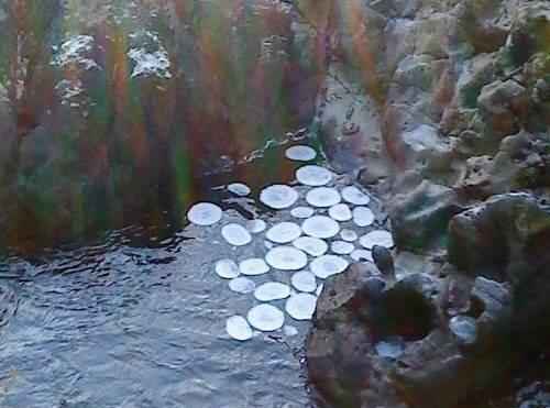 явления природы - Ледяные круги