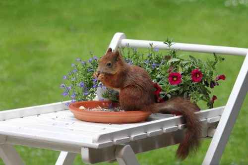 Доклад-сообщение на тему: “Белка”