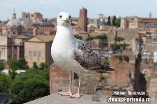 Отряды класса птиц - список, названия, фото и краткое описание