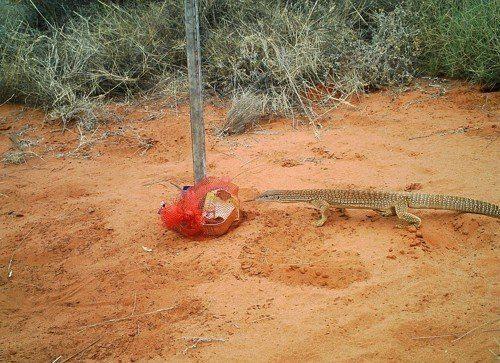 Варан Гульда, песчаный варан, еда, питание