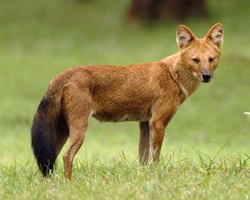 Животный мир Байкала — список, характеристика и фото