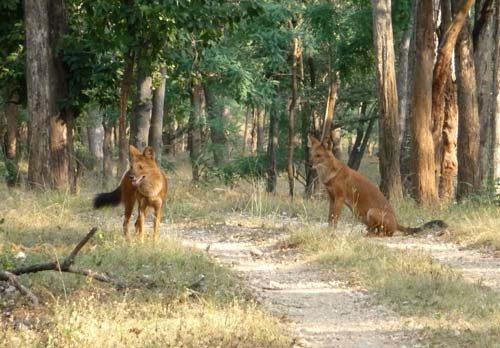 Какие животные занесены в Красную книгу России - список редких видов, фото и характеристика