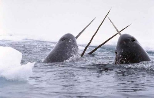 Какие животные занесены в Красную книгу России - список редких видов, фото и характеристика