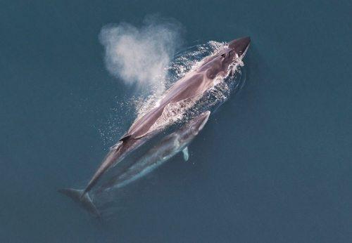 Какие виды китов крупнейшие на Земле - размеры, описание и фото