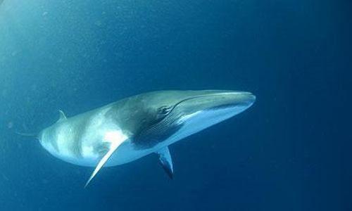 Какие виды китов крупнейшие на Земле - размеры, описание и фото