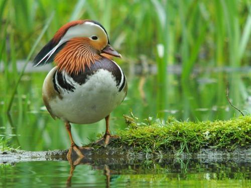 Редкие животные из Красной книги Забайкальского края — список, характеристика и фото
